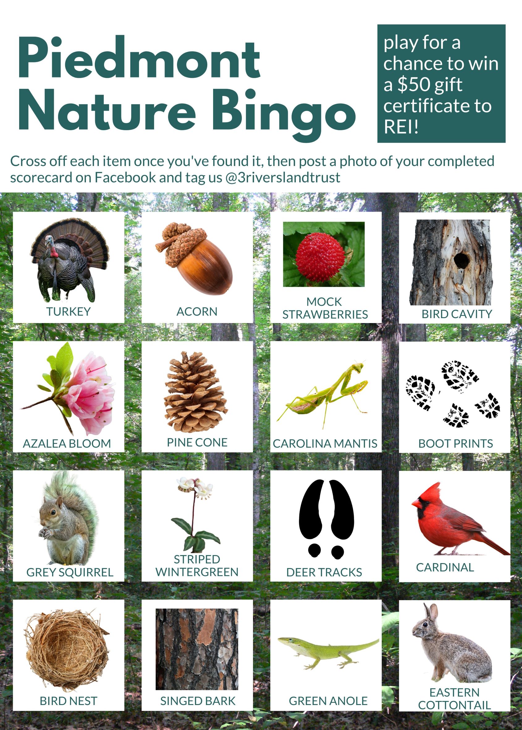 nature bingo boards