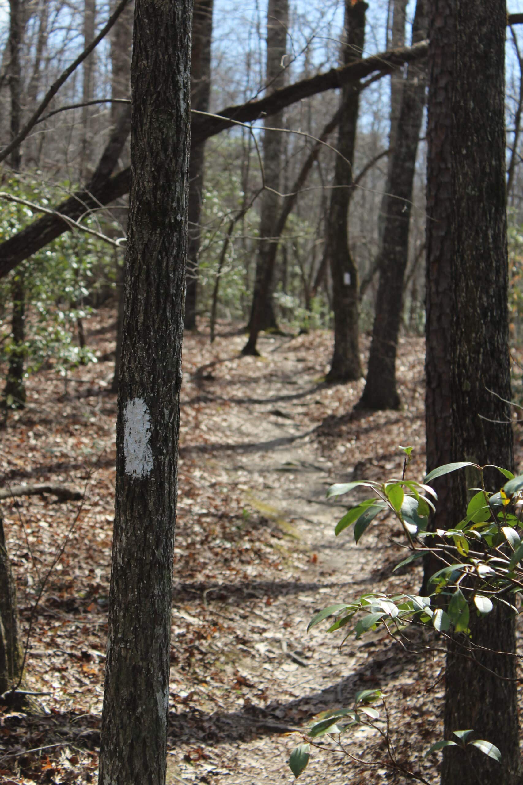 Uwharrie gold mine clearance trail