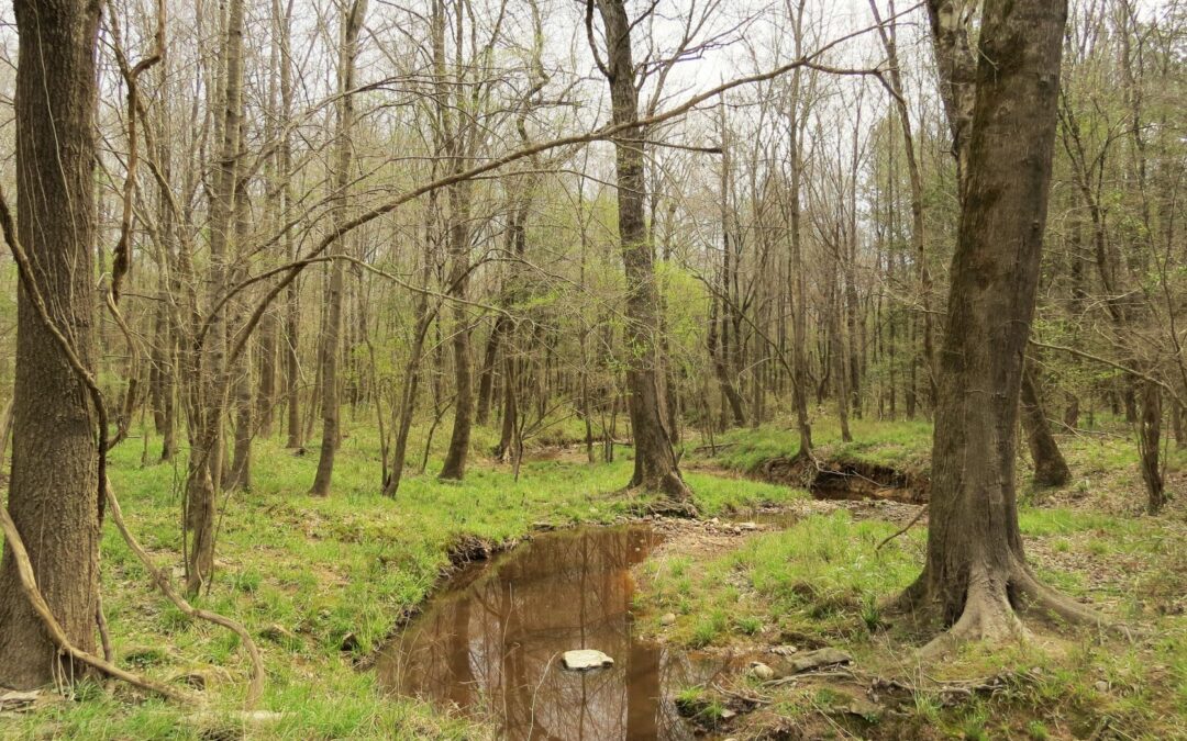 172 Acres Permanently Conserved, Protecting Water Quality in Moore County
