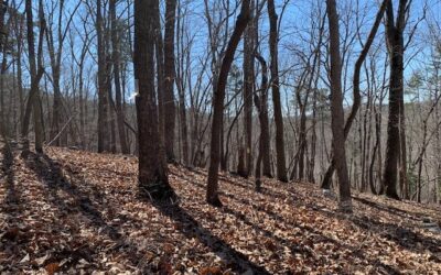 Three Rivers Land Trust expands public lands: 210 acres added to Uwharrie National Forest